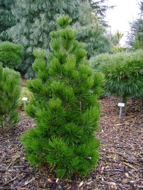 Horogfenyő (Pinus heldreichii ‘Zwerg Schneverdingen’)