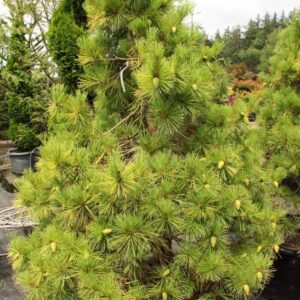 Arany japán vörösfenyő (Pinus densiflora ‘Aurea’)