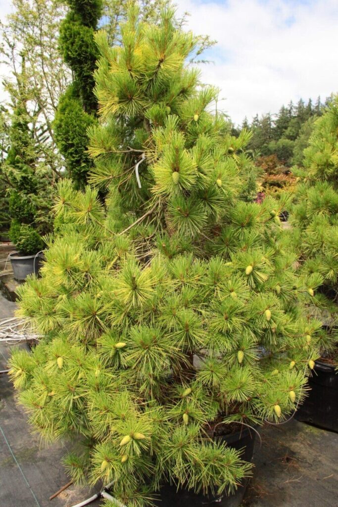Arany japán vörösfenyő (Pinus densiflora ‘Aurea’)