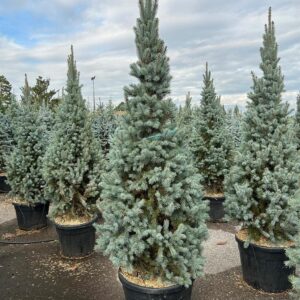 Szúrós lucfenyő (Picea pungens ‘Iseli Fastigiata’)