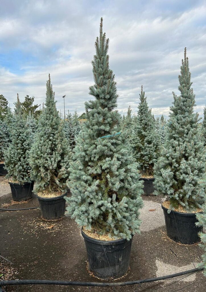 Szúrós lucfenyő (Picea pungens ‘Iseli Fastigiata’)