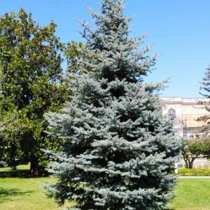Ezüstfenyő (Picea pungens ‘Glauca’)