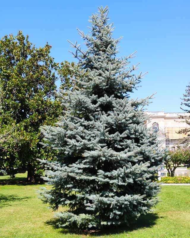 Ezüstfenyő (Picea pungens ‘Glauca’)