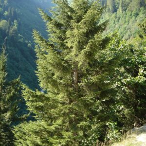 Keleti luc (Picea orientalis)