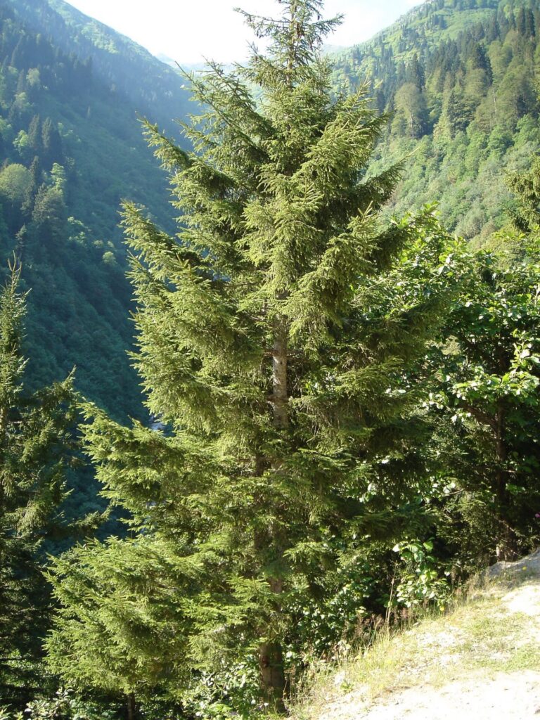 Keleti luc (Picea orientalis)