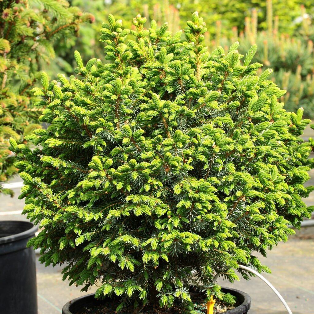 Szerb lucfenyő (Picea omorika 'Nana')