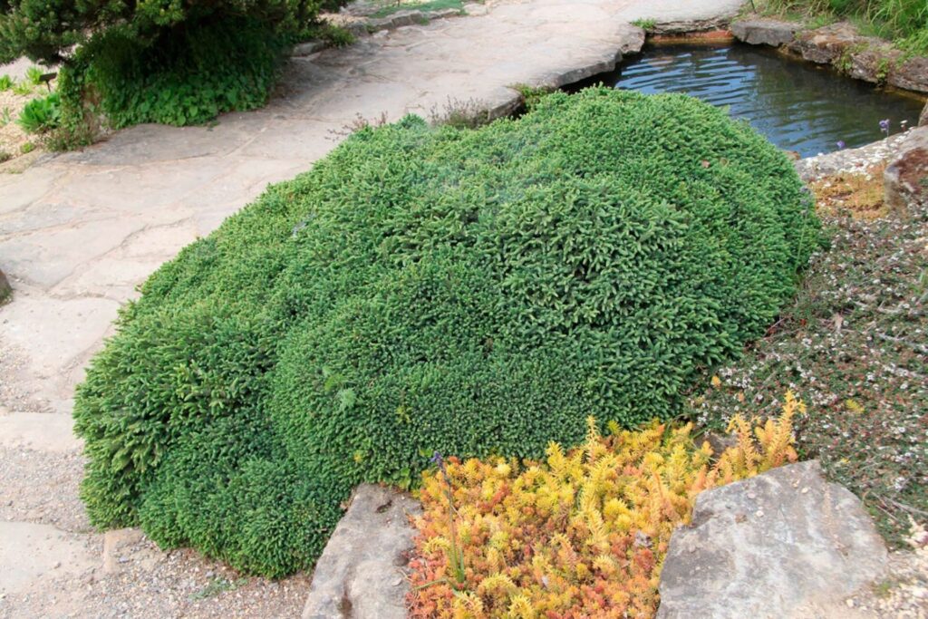 Fekete luc (Picea mariana ‘Nana’)