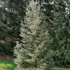 Kék lucfenyő (Picea likiangensis ‘Glauca’)