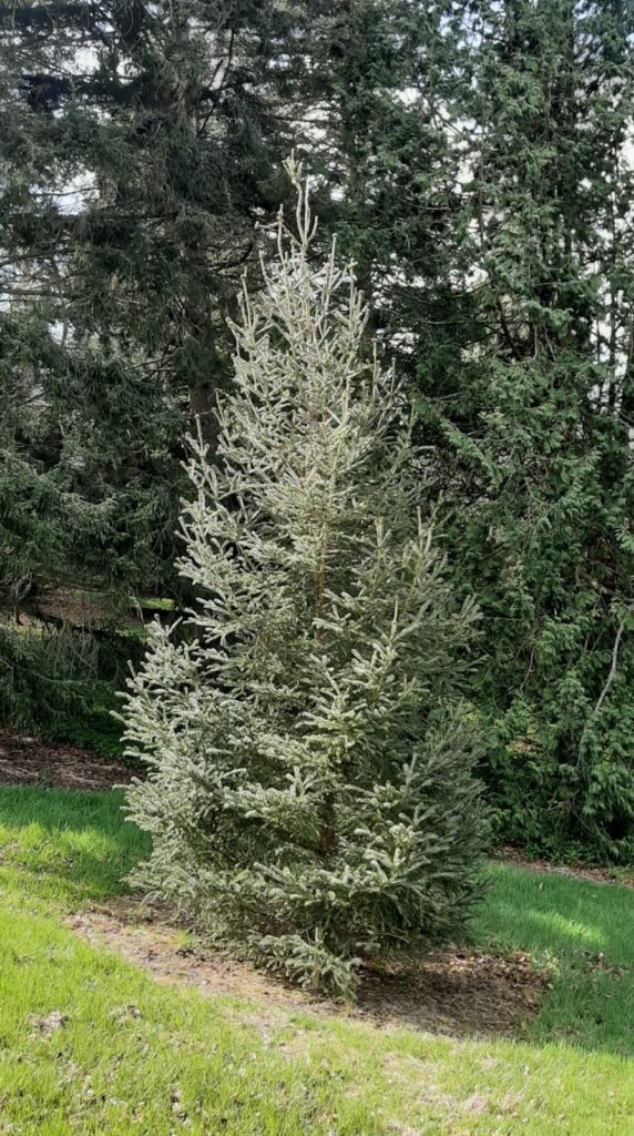 Kék lucfenyő (Picea likiangensis ‘Glauca’)