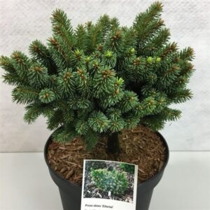 Törpe lucfenyő (Picea abies ‘Zillertal’)