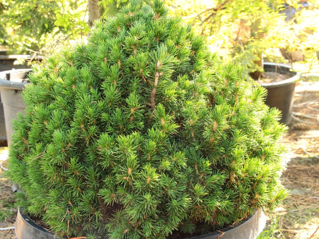 Lucfenyő (Picea abies 'Tompa')