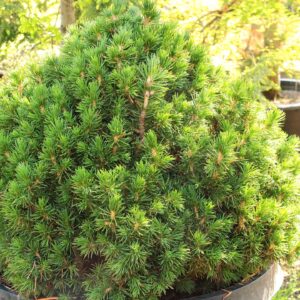 Lucfenyő (Picea abies 'Tompa')