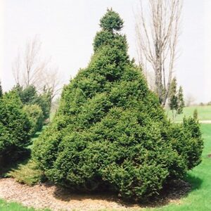 Lucfenyő (Picea abies ‘Ohlendorfii’)
