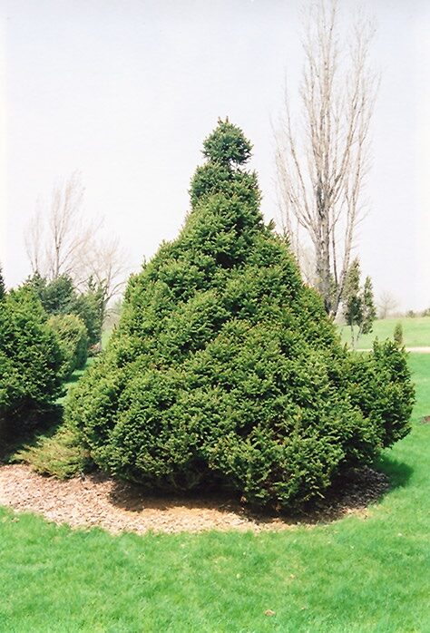 Lucfenyő (Picea abies ‘Ohlendorfii’)