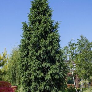 Közönséges lucfenyő (Picea abies ‘Columnaris’)