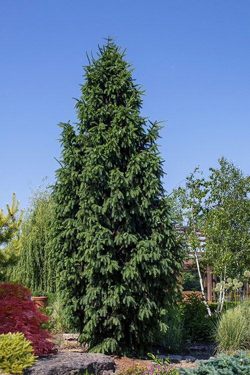Közönséges lucfenyő (Picea abies ‘Columnaris’)