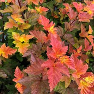 Piros levelű hólyagvessző (Physocarpus opulifolius 'Magic Ball')