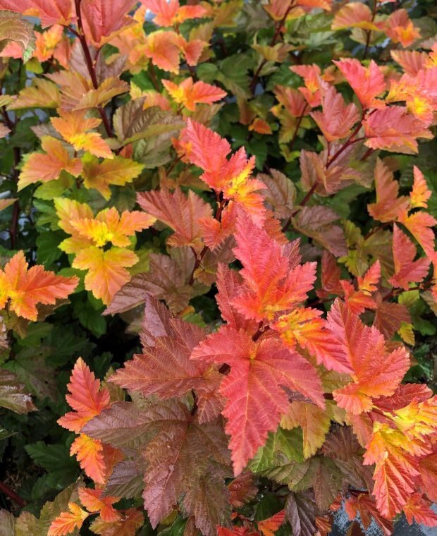 Piros levelű hólyagvessző (Physocarpus opulifolius 'Magic Ball')