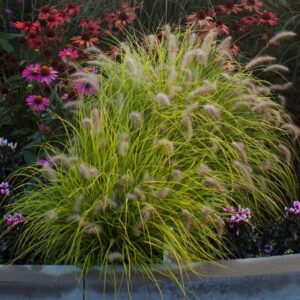 Tollborzfű (Pennisetum alopecuroides ‘Hameln Gold’)