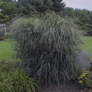 Kék lombú vesszős köles (Panicum virgatum ‘Blue Fountain’)