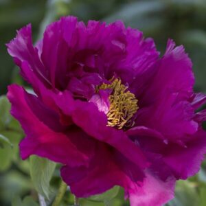 Fás bazsarózsa (Paeonia suffruticosa ‘Purple’ (5-6 Ág))