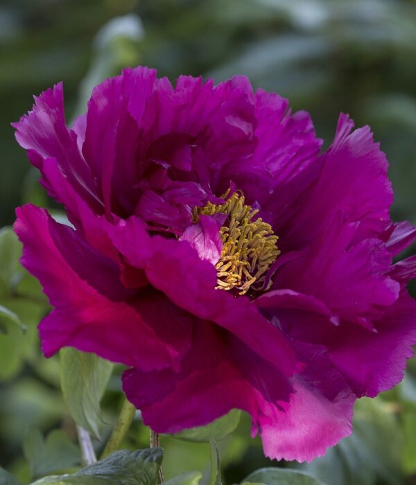 Fás bazsarózsa (Paeonia suffruticosa ‘Purple’ (5-6 Ág))