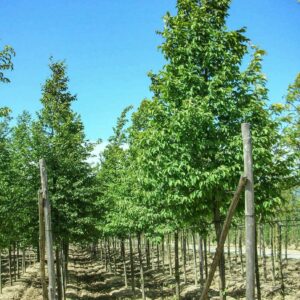 Komlógyertyán (Ostrya carpinifolia)