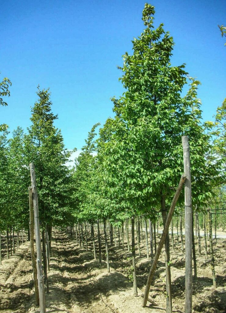 Komlógyertyán (Ostrya carpinifolia)