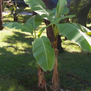Japán banán (Musa basjoo)