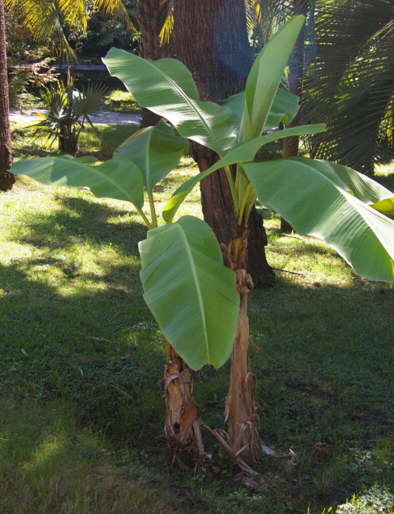 Japán banán (Musa basjoo)
