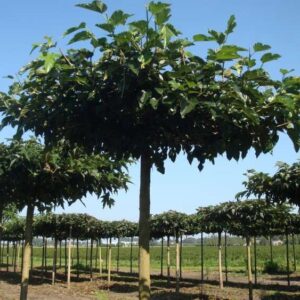 Fehér eperfa (Morus alba ‘Fruitless’)