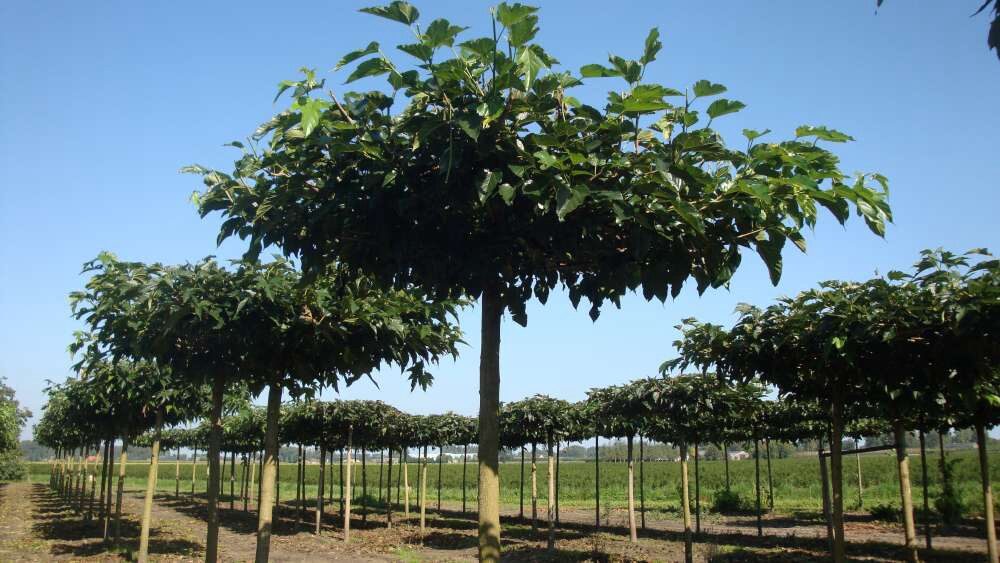 Fehér eperfa (Morus alba ‘Fruitless’)