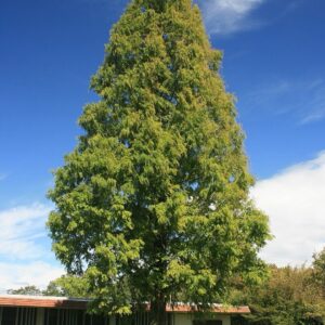 Kínai mamutfenyő (Metasequoia glyptostroboides)