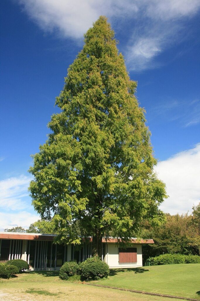 Kínai mamutfenyő (Metasequoia glyptostroboides)