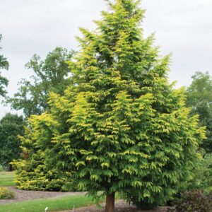 Kínai mamutfenyő (Metasequoia glyptostroboides ‘Amber Glow’)