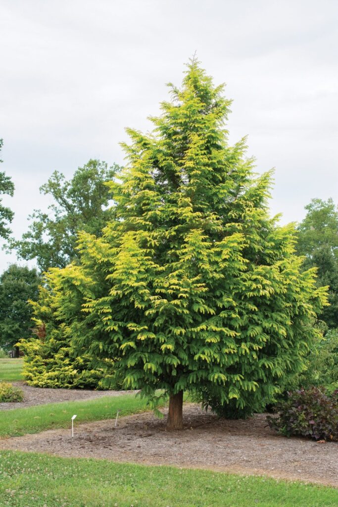 Kínai mamutfenyő (Metasequoia glyptostroboides ‘Amber Glow’)