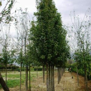 Díszalma (Malus trilobata)