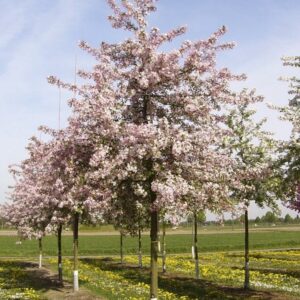 Díszalma (Malus floribunda)