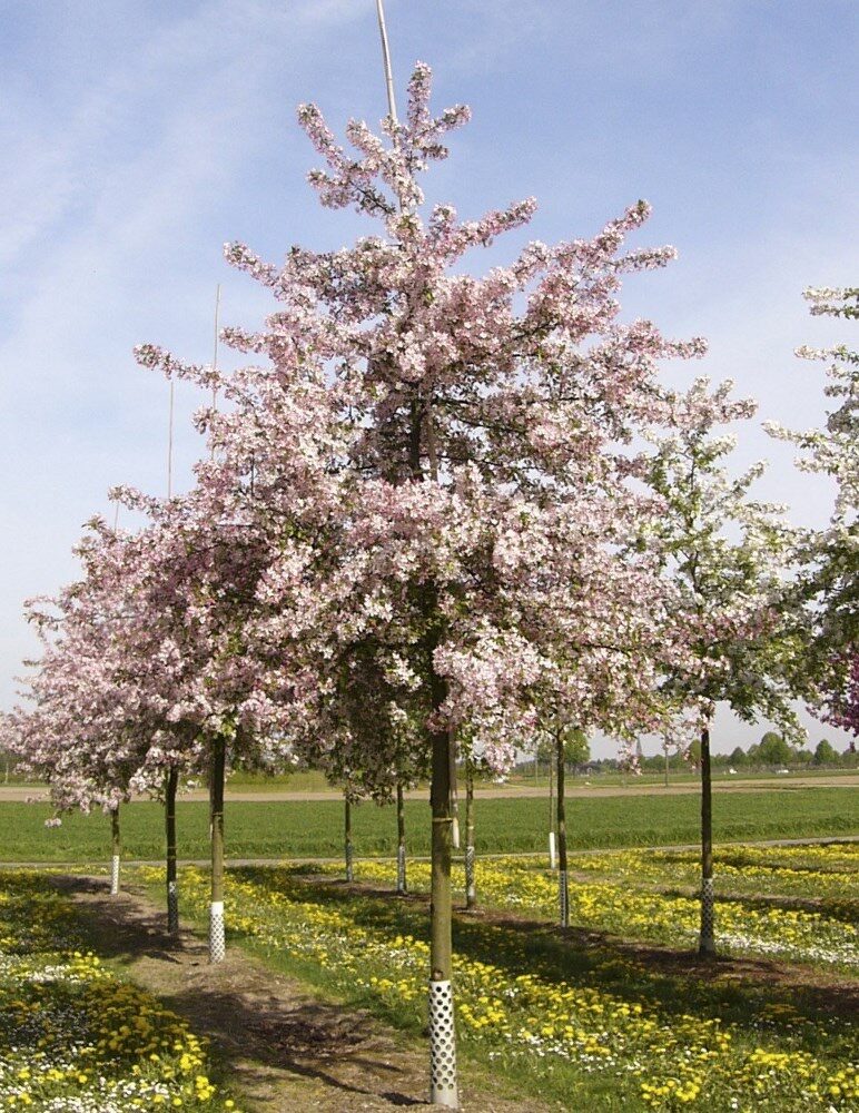 Díszalma (Malus floribunda)