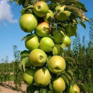Almafa (Malus domestica ‘Bolero’)