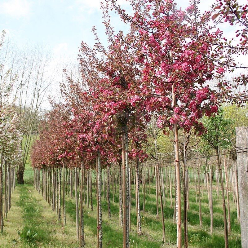 Díszalma (Malus coccinella)