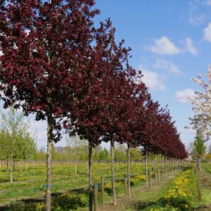 Díszalmá (Malus ‘Royalty’)