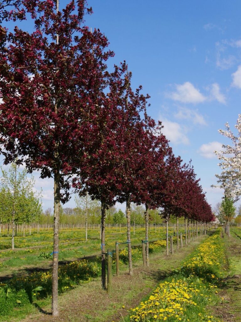 Díszalmá (Malus ‘Royalty’)