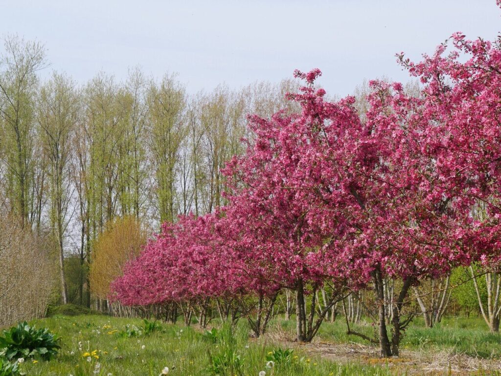 Díszalma (Malus ‘Profusion’)