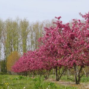 Díszalma (Malus ‘Profusion’)