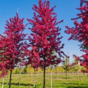 Mokum díszalma (Malus ‘Mokum’)