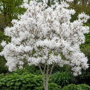 Liliomfa (Magnolia brooklynensis ‘Elisabeth’)
