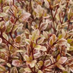 Mirtuszcserje (Lophomyrtus ralphii 'Golden Dragon')