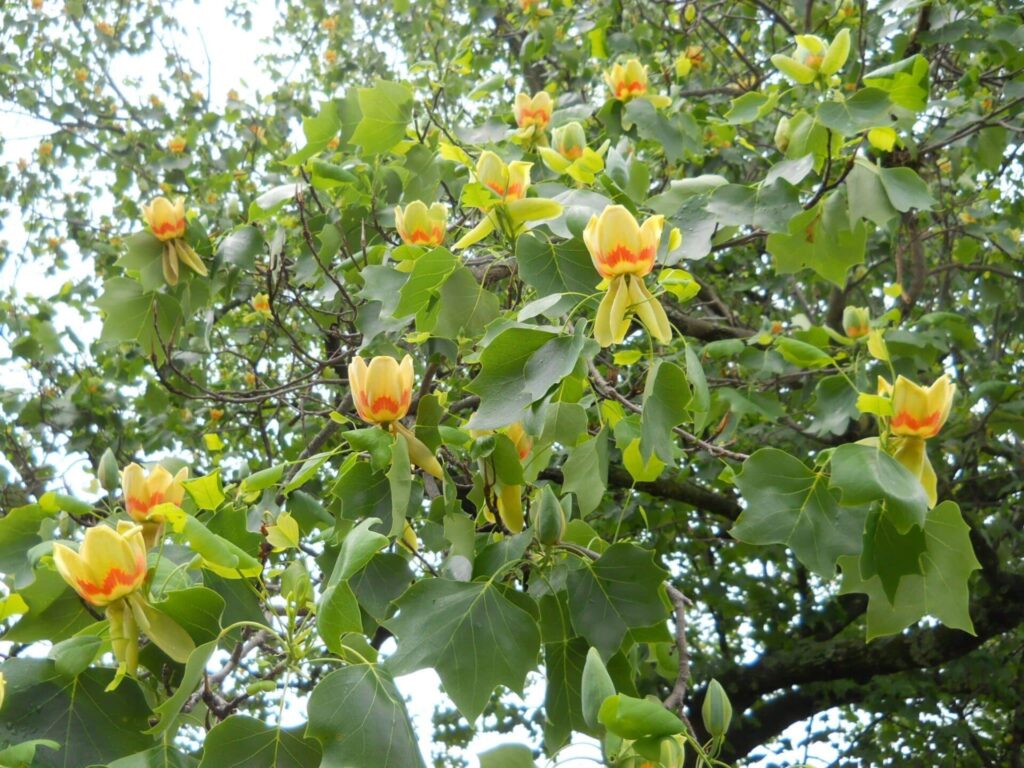 Tulipánfa (Liriodendron tulipifera ‘Edward Gursztyn’)
