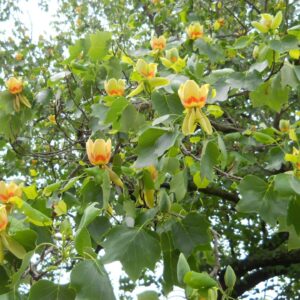 Tulipánfa (Liriodendron tulipifera ‘Edward Gursztyn’)